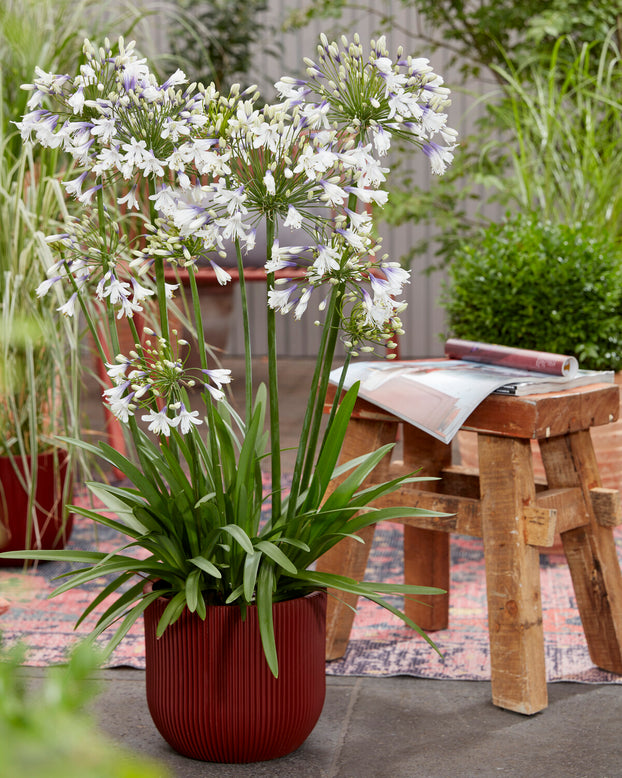 Agapanthus 'Fireworks'