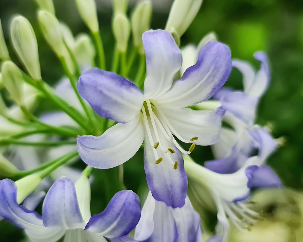 Agapanthus 'Sea Breeze'