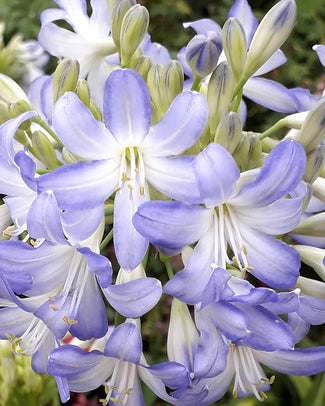 Agapanthus 'Sea Breeze'