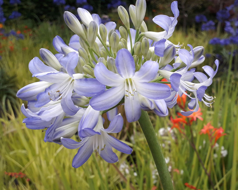 Agapanthus 'Sea Breeze'