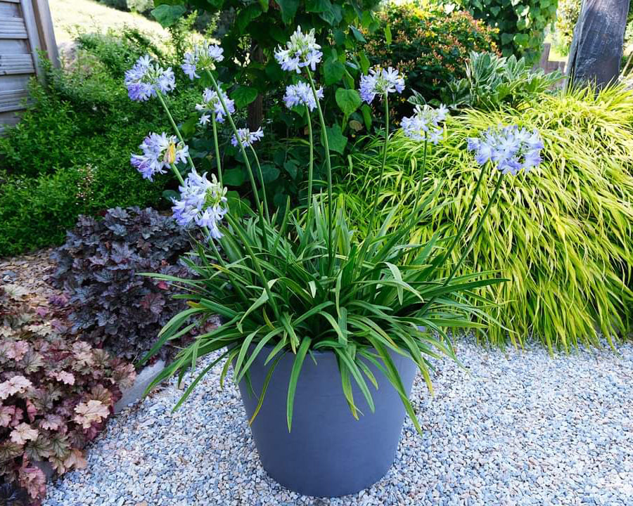Agapanthus 'Sea Breeze'