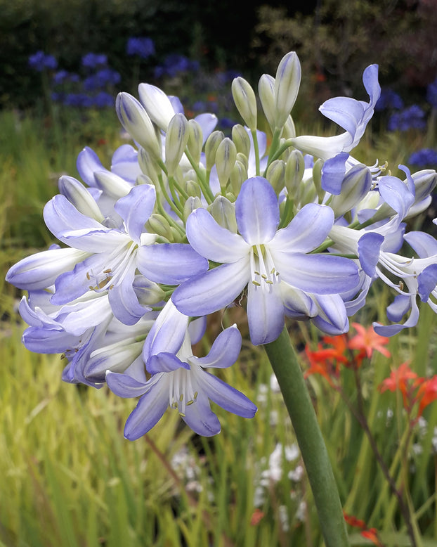 Agapanthus 'Sea Breeze'