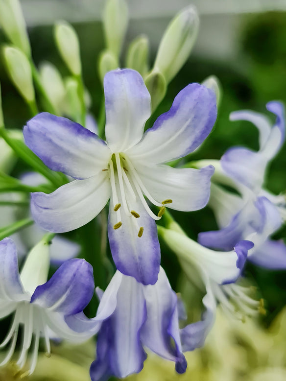 Agapanthus 'Sea Breeze'