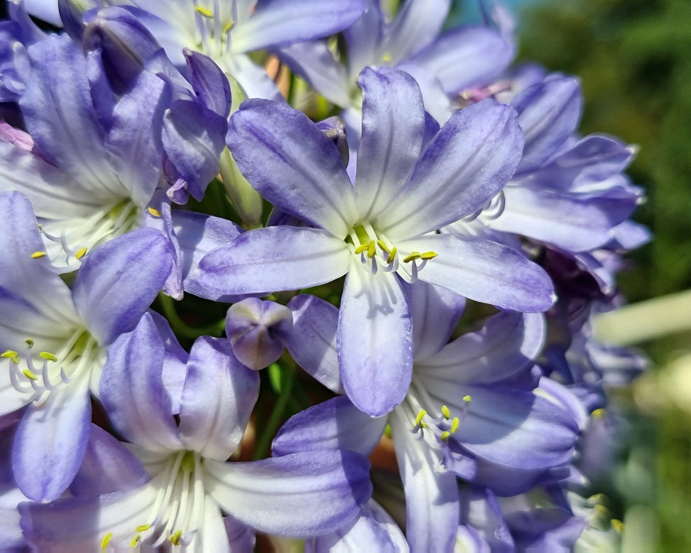 Agapanthus 'Sea Breeze'