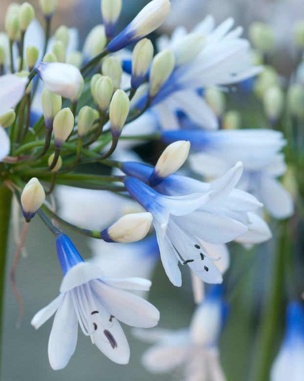 Agapanthus 'Twister'