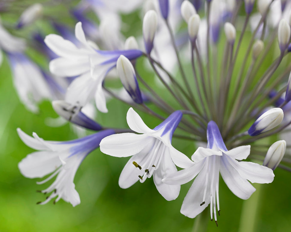 Agapanthus 'Twister'