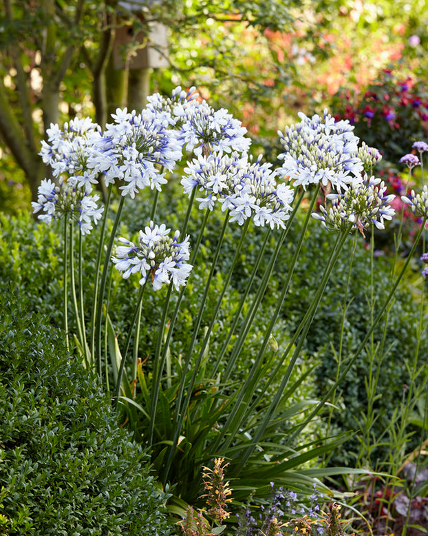 Agapanthus 'Twister'