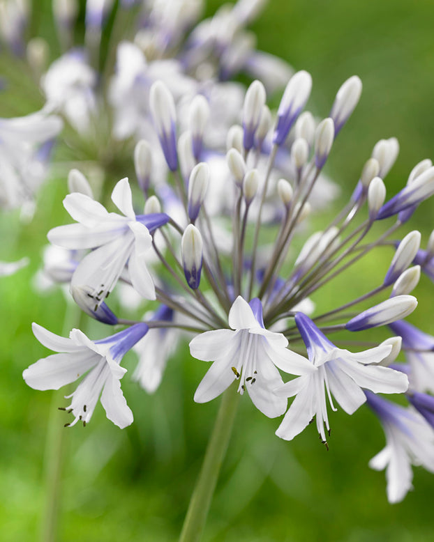 Agapanthus 'Twister'