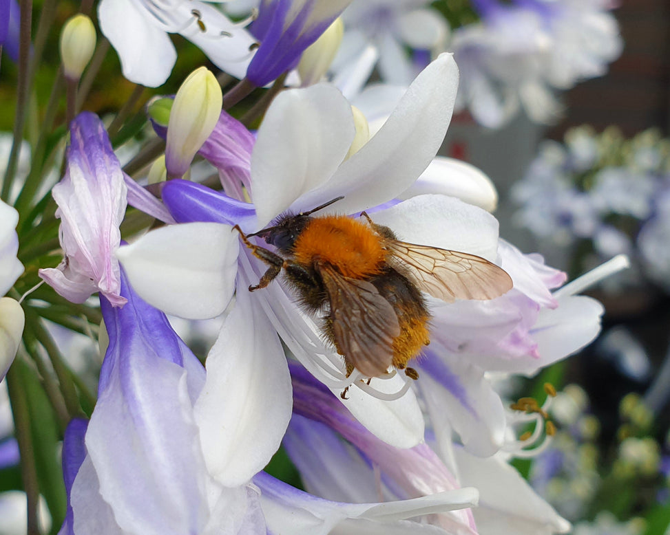 Agapanthus 'Twister'