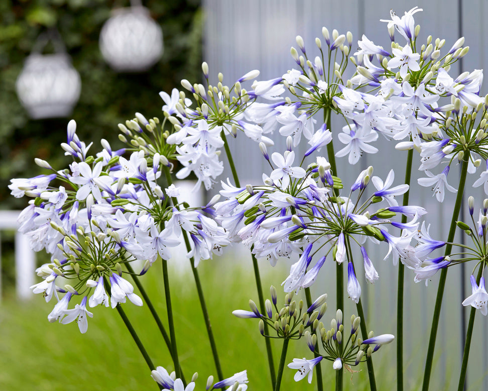 Agapanthus 'Twister'