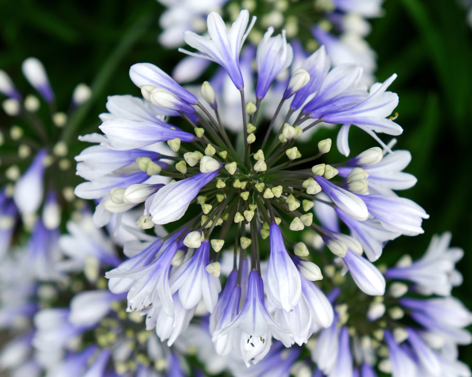 Agapanthus 'Twister'