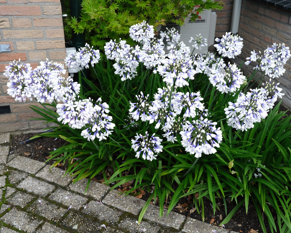 Agapanthus 'Twister'