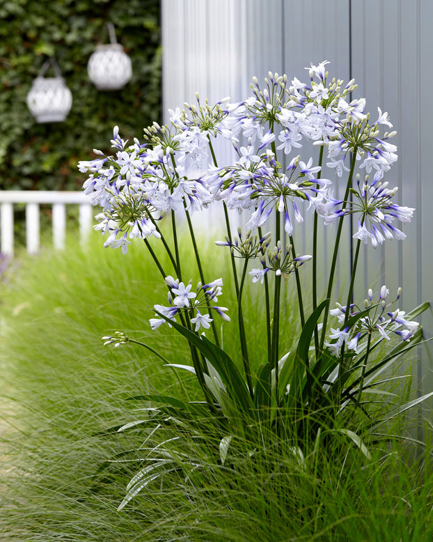 Agapanthus 'Twister'