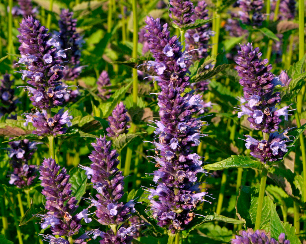 Agastache 'Blackadder'