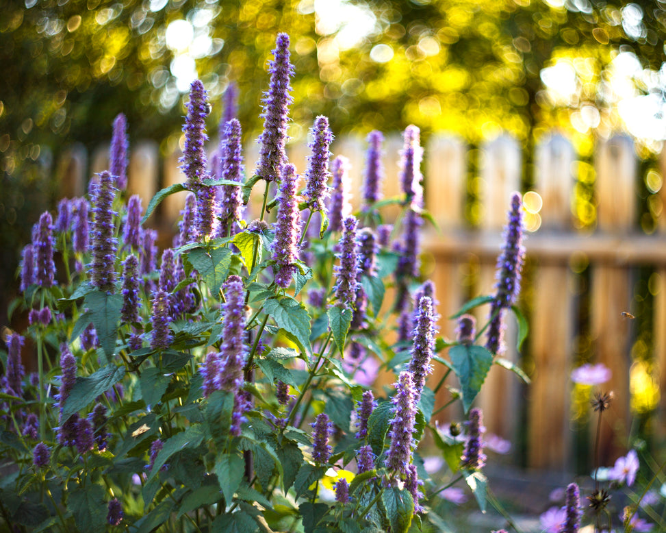 Agastache 'Blackadder'