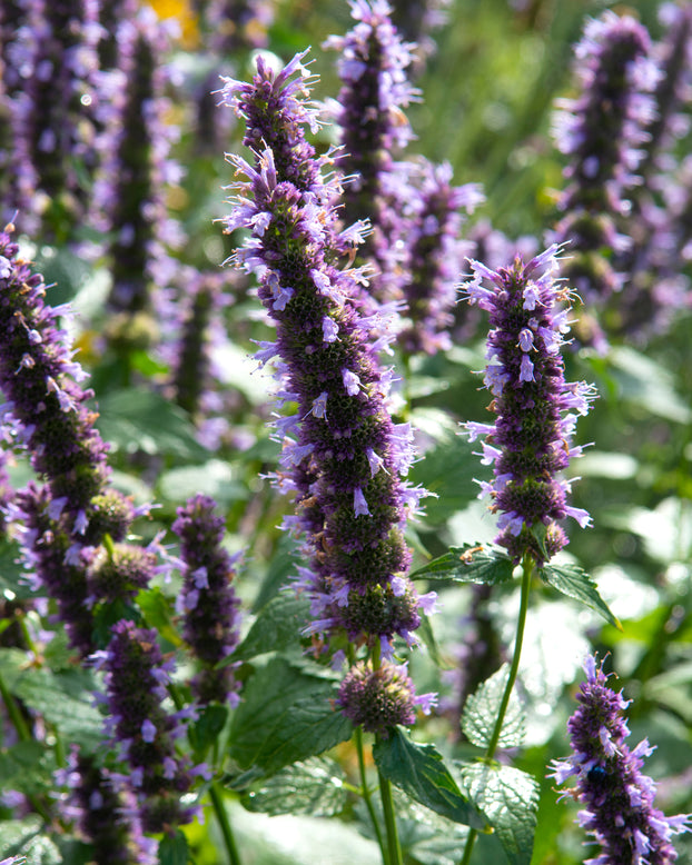 Agastache 'Blackadder'