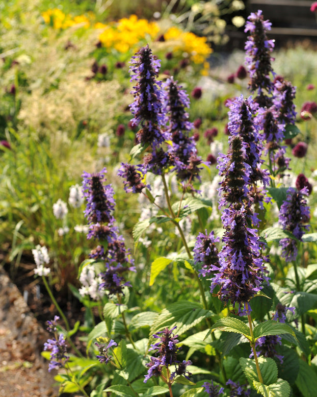 Agastache 'Blackadder'