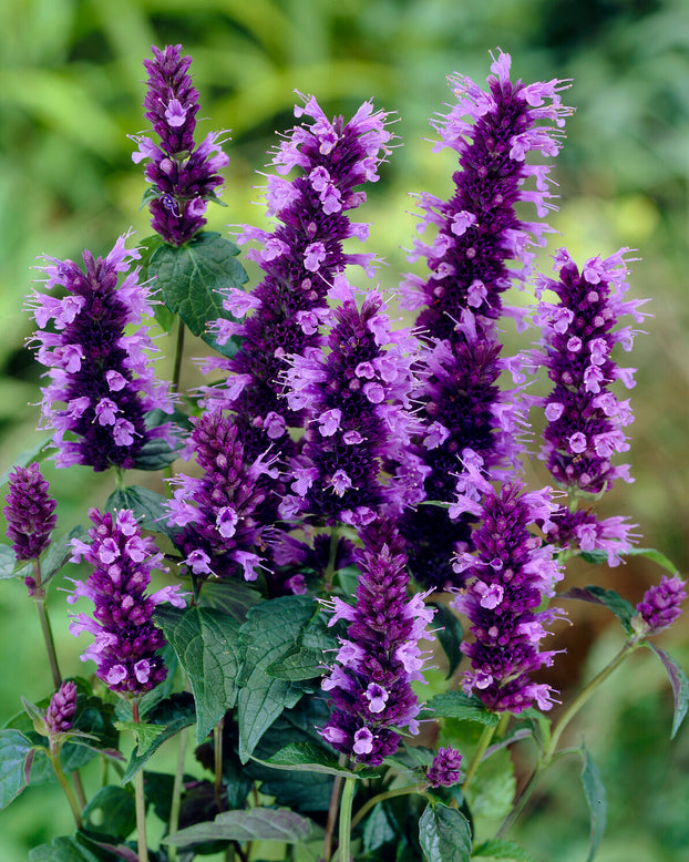 Agastache 'Blackadder'