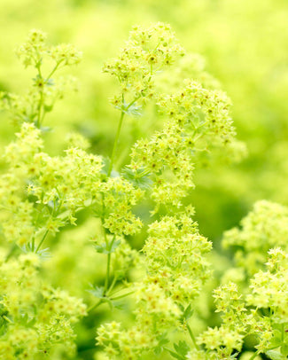 Alchemilla bare roots