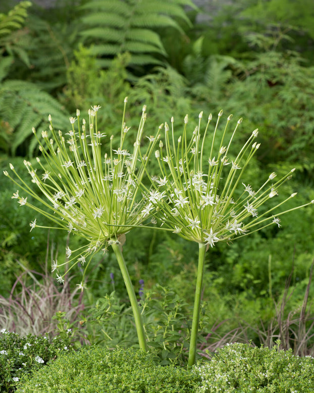 Allium 'Arctic Snow'
