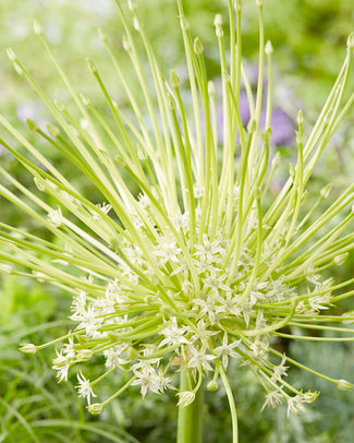 Allium 'Arctic Snow'