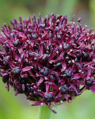 Flower BulbsAtropurpureum Bulbs UK - 1