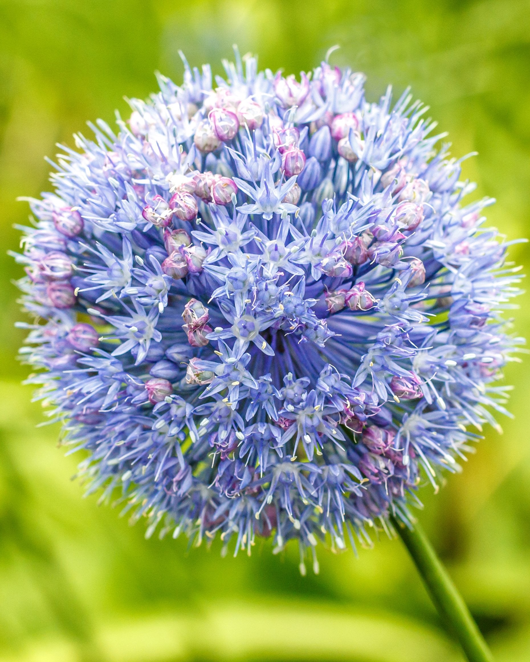 Azureuma Allium azureum bulbs (blue alliums) | Buy online at Farmer Gracy UK