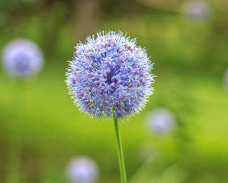 Allium azureum