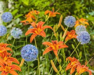 Allium caesium