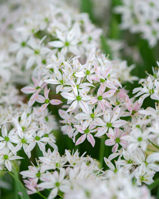 Allium 'Cameleon'