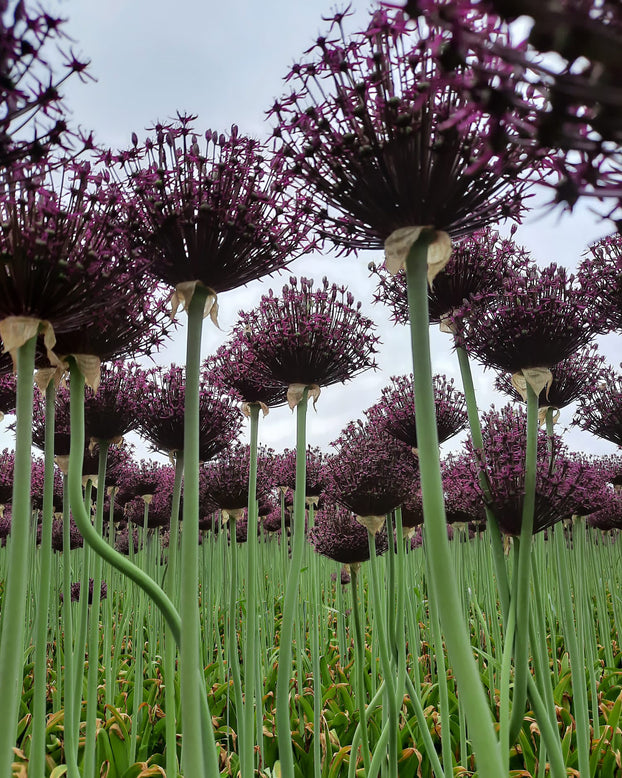 Allium 'Cherry'