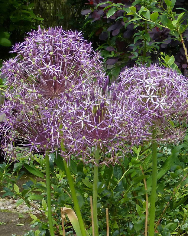 Allium cristophii