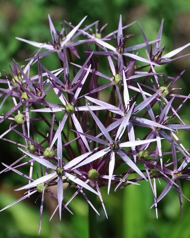 Allium cristophii