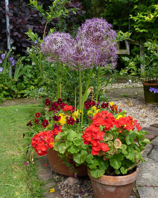 Allium cristophii