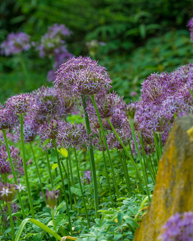 Allium cristophii