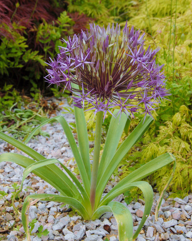 Allium cristophii