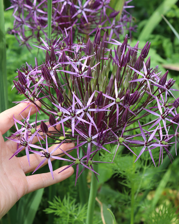 Allium cristophii