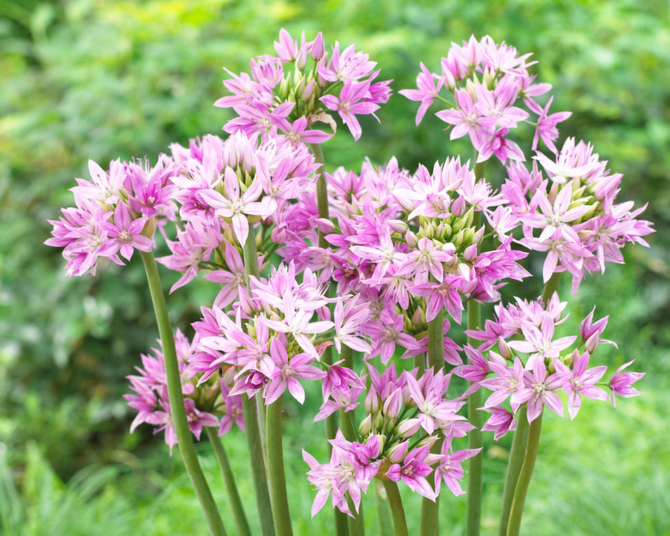 Allium 'Eros'