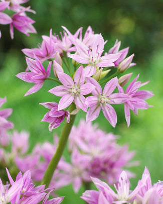 Allium 'Eros'