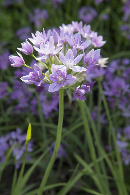 Allium 'Eros'