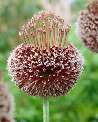 Allium 'Forelock'