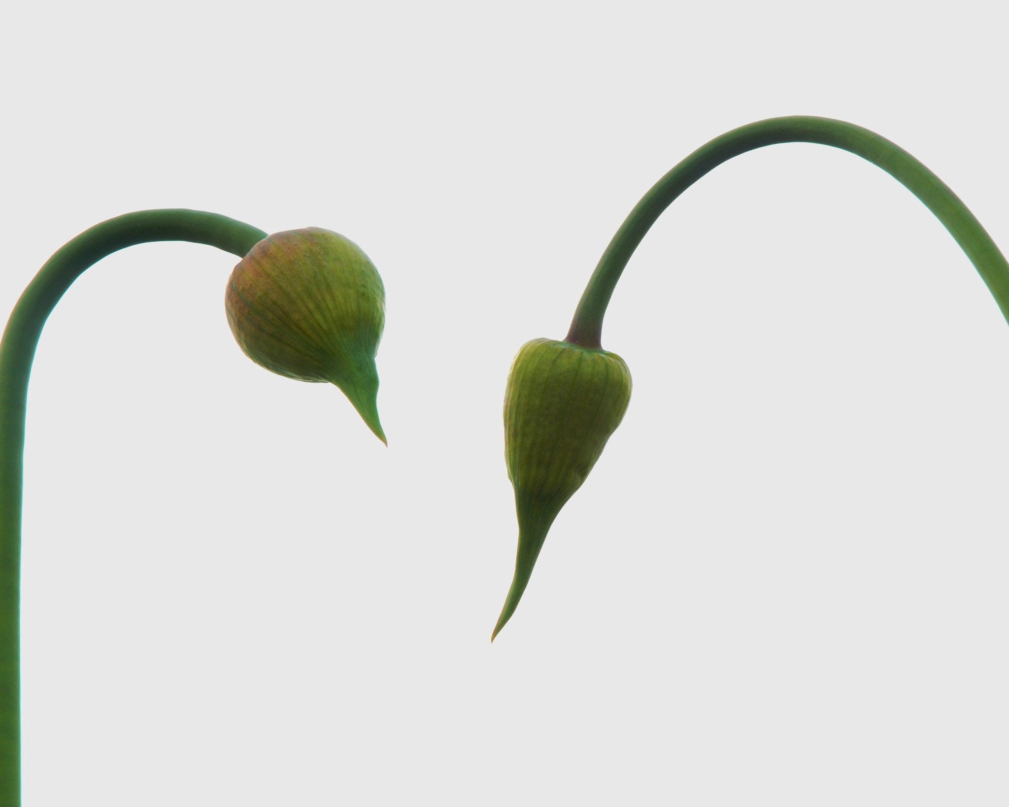 Allium 'Forelock' bulbs — Buy online at Farmer Gracy UK
