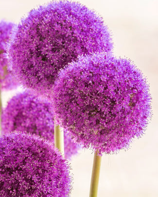 Allium 'Giganteum'