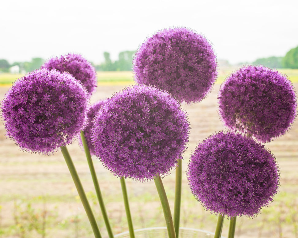 Allium 'Giganteum'