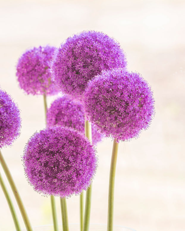 Allium 'Giganteum'