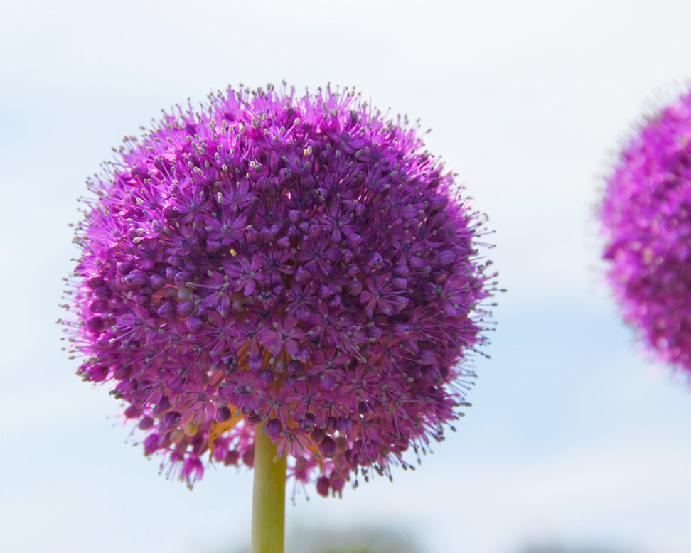 Allium 'Giganteum'