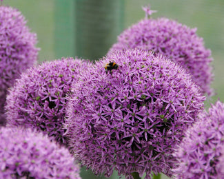 Allium 'Gladiator'