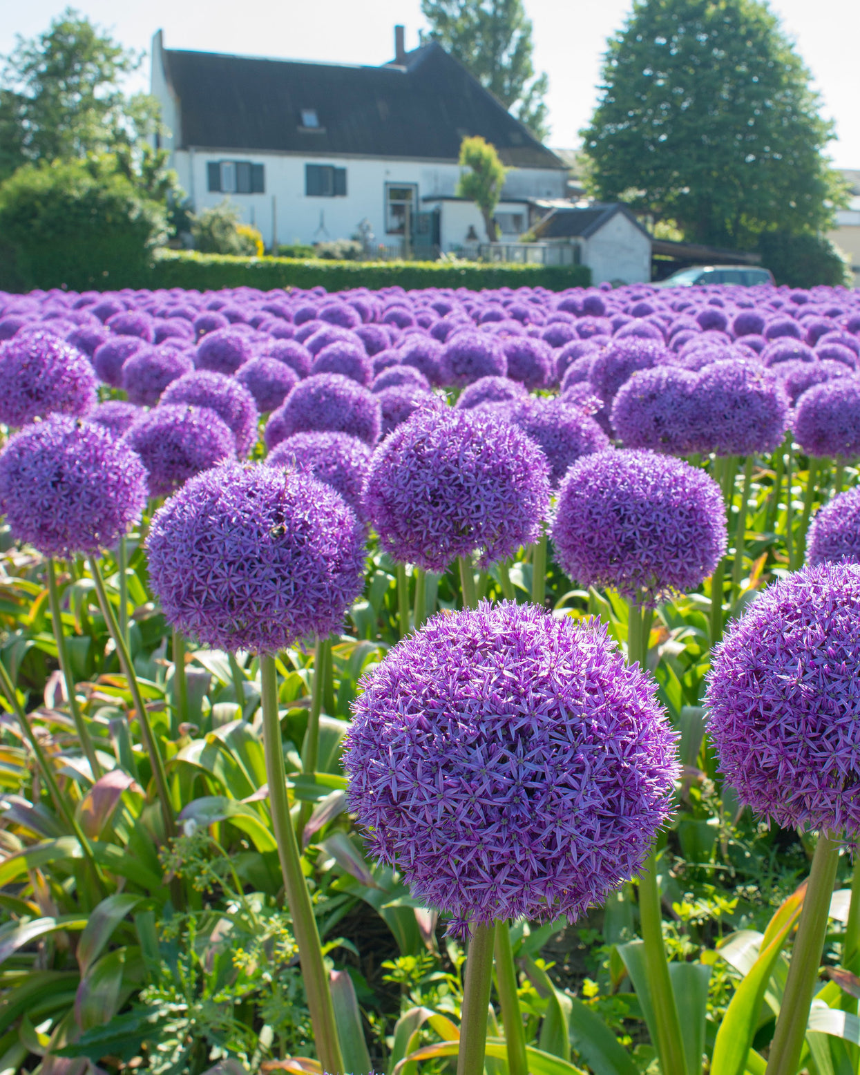 Allium 'Globemaster' bulbs — Buy online at Farmer Gracy UK