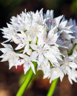 Allium 'Graceful Beauty'