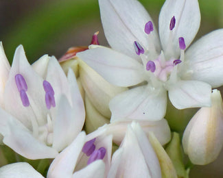 Allium 'Graceful Beauty'